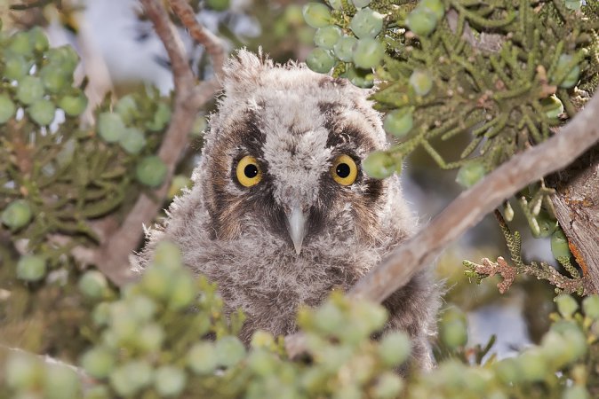 Photo (22): Long-eared Owl