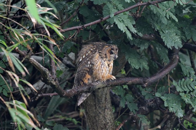 Photo (7): Long-eared Owl