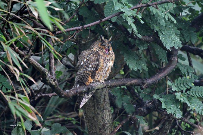 Photo (11): Long-eared Owl