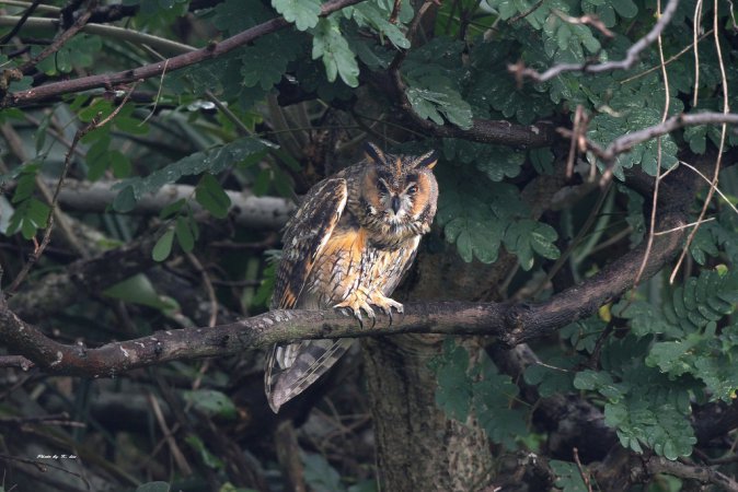 Photo (6): Long-eared Owl