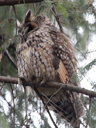 Photo (16): Long-eared Owl