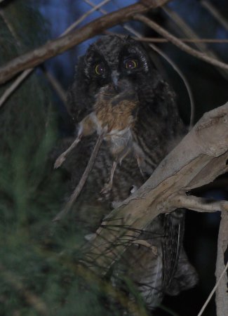 Photo (24): Long-eared Owl