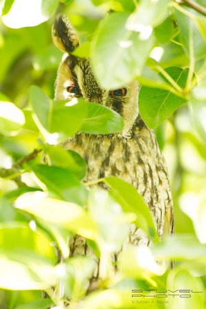 Photo (3): Long-eared Owl