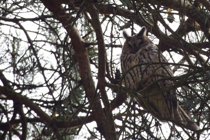 Photo (15): Long-eared Owl