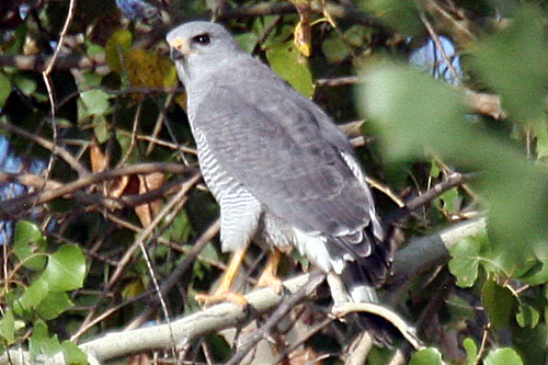 Photo (12): Gray-lined Hawk