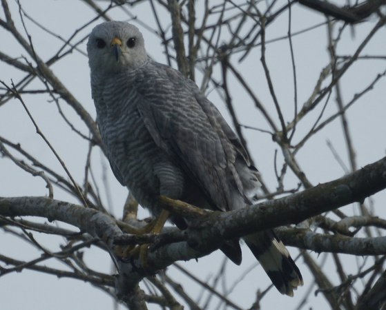 Photo (6): Gray-lined Hawk
