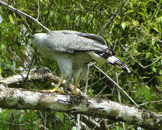 Photo (8): Gray-lined Hawk