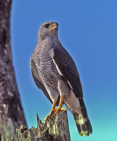Photo (3): Gray-lined Hawk