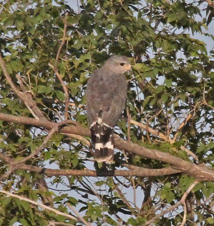 Photo (16): Gray-lined Hawk