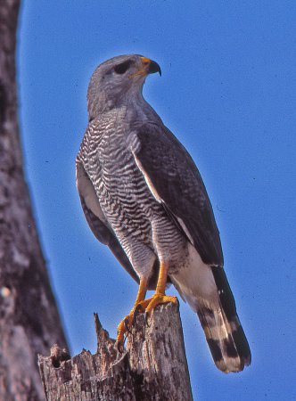 Photo (13): Gray-lined Hawk