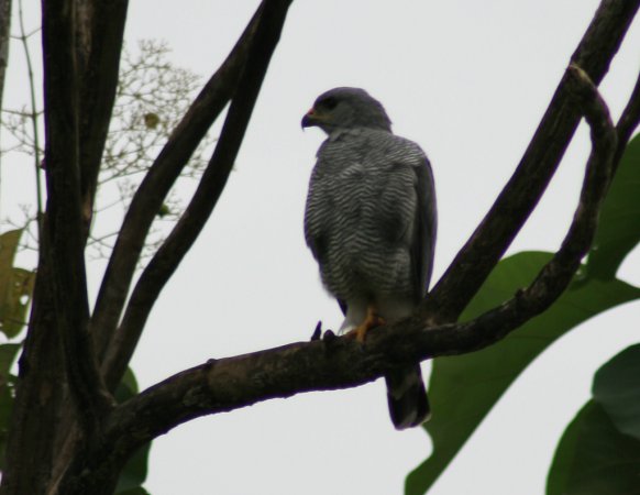 Photo (18): Gray-lined Hawk
