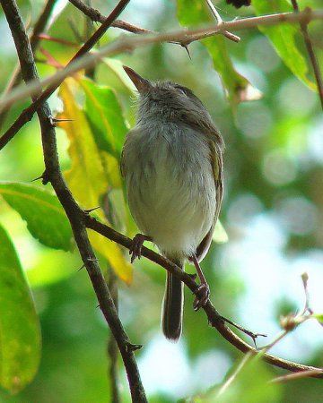 Photo (1): Pale-eyed Pygmy-Tyrant