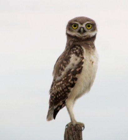 Photo (20): Burrowing Owl
