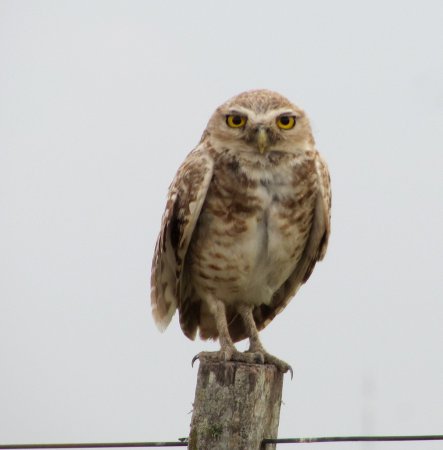 Photo (21): Burrowing Owl