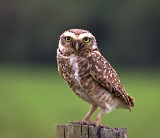 Photo (5): Burrowing Owl