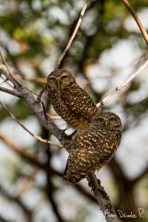 Photo (23): Burrowing Owl