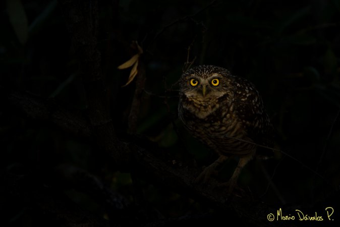 Photo (22): Burrowing Owl