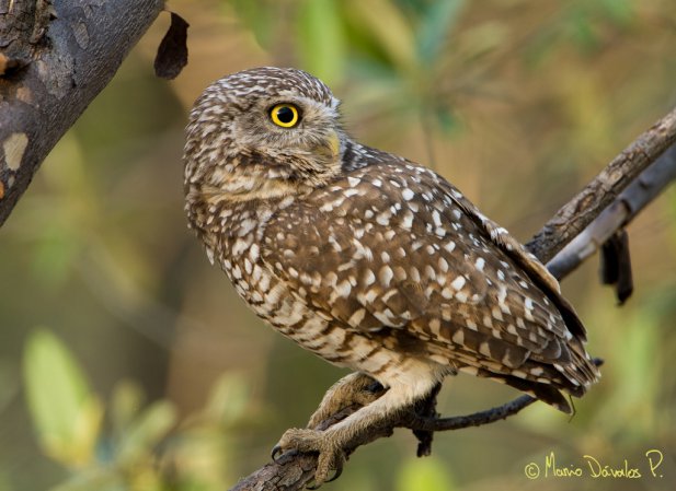 Photo (8): Burrowing Owl