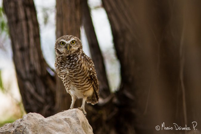 Photo (3): Burrowing Owl