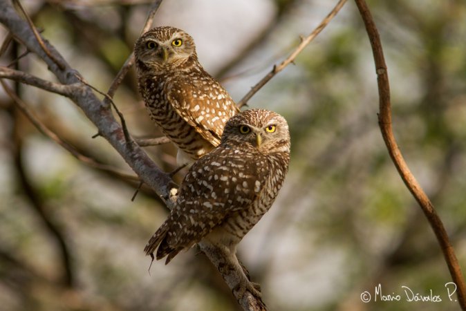 Photo (9): Burrowing Owl
