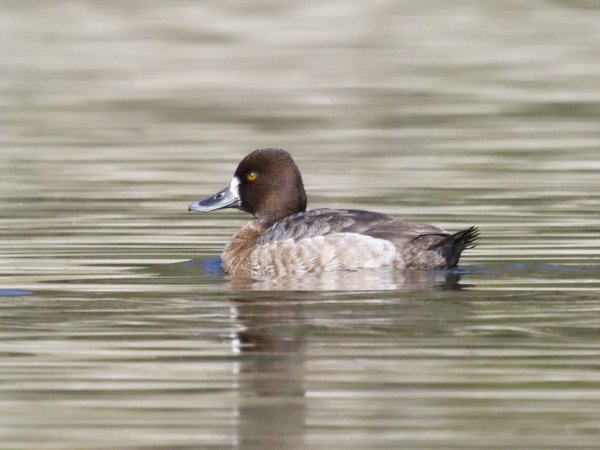 Photo (12): Lesser Scaup