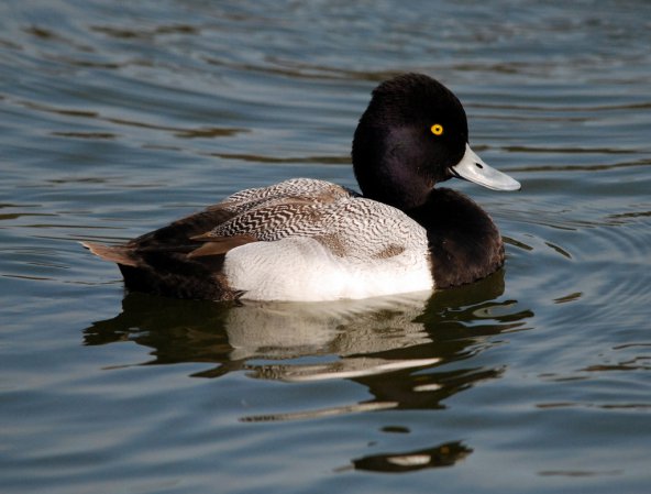 Photo (20): Lesser Scaup