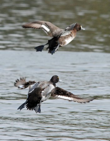 Photo (22): Lesser Scaup