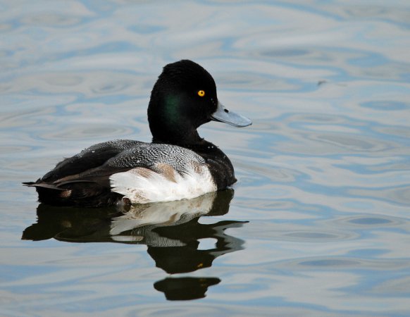 Photo (5): Lesser Scaup