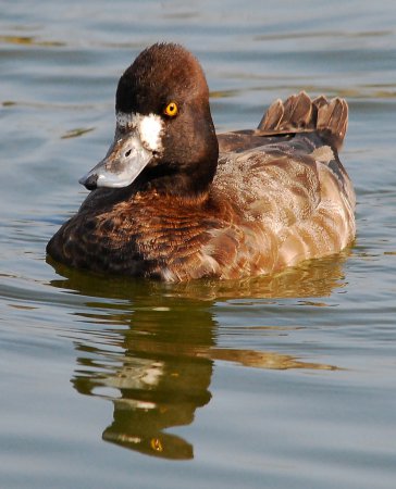 Photo (21): Lesser Scaup