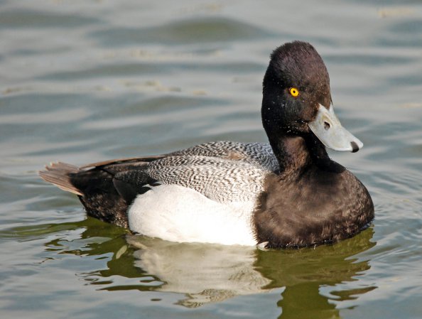 Photo (23): Lesser Scaup