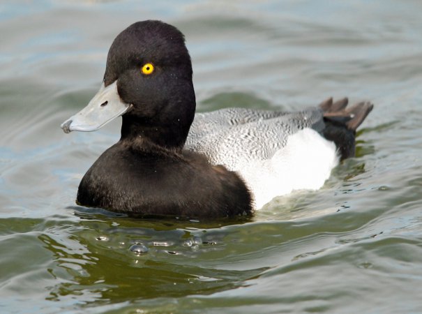 Photo (13): Lesser Scaup