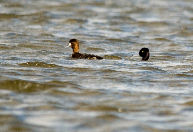 Photo (17): Lesser Scaup