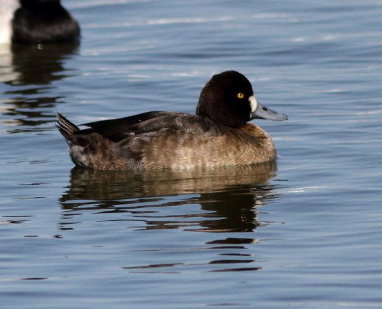 Photo (15): Lesser Scaup