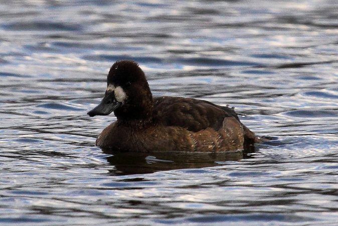 Photo (18): Lesser Scaup