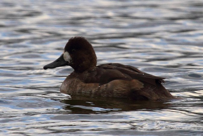 Photo (14): Lesser Scaup