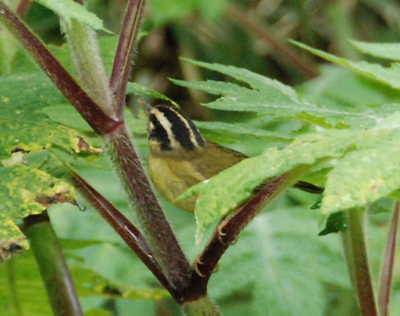 Photo (2): Three-striped Warbler