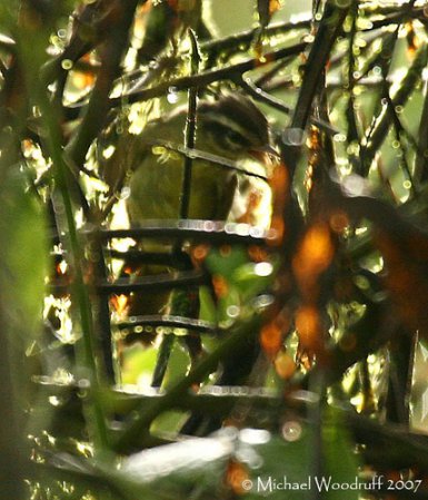 Photo (3): Three-striped Warbler