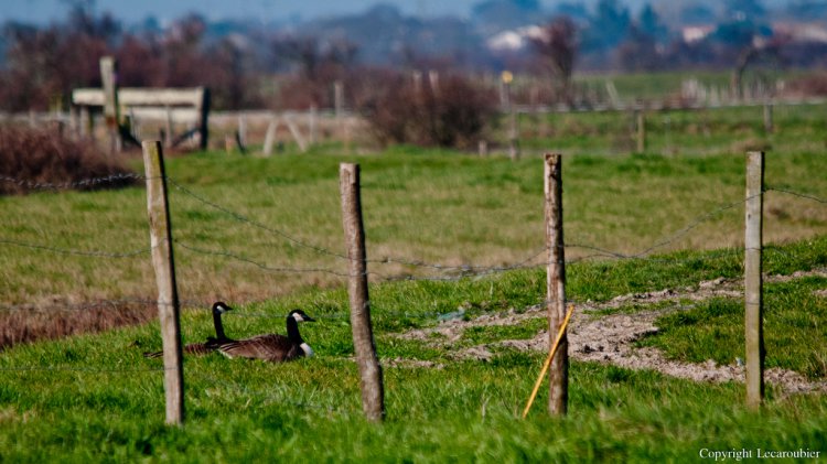 Photo (10): Canada Goose