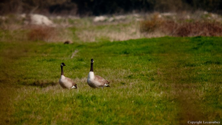 Photo (13): Canada Goose