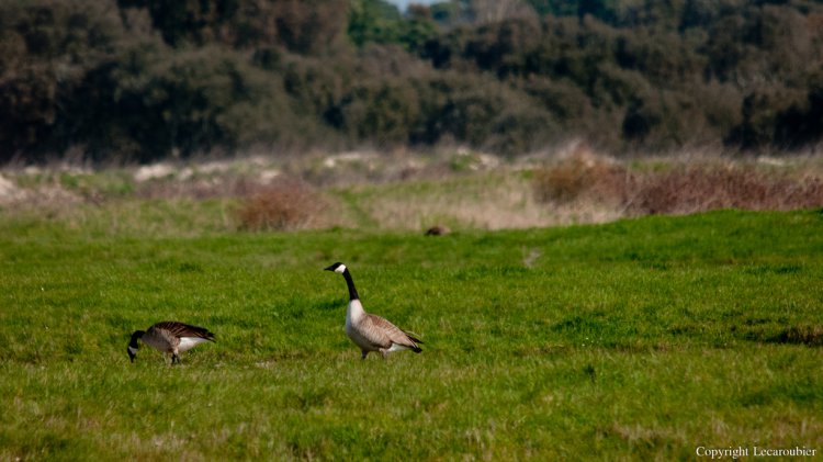 Photo (18): Canada Goose