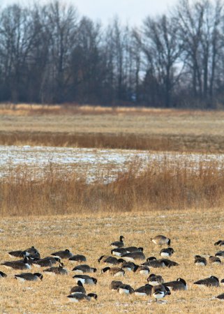 Photo (17): Canada Goose