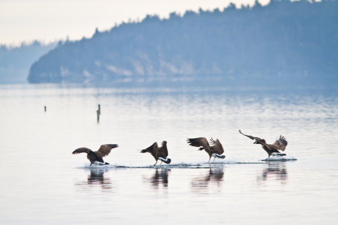 Photo (14): Canada Goose