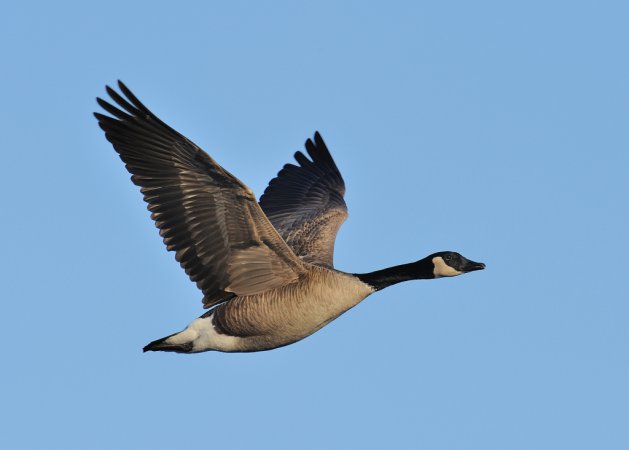 Photo (2): Canada Goose