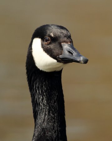 Photo (6): Canada Goose