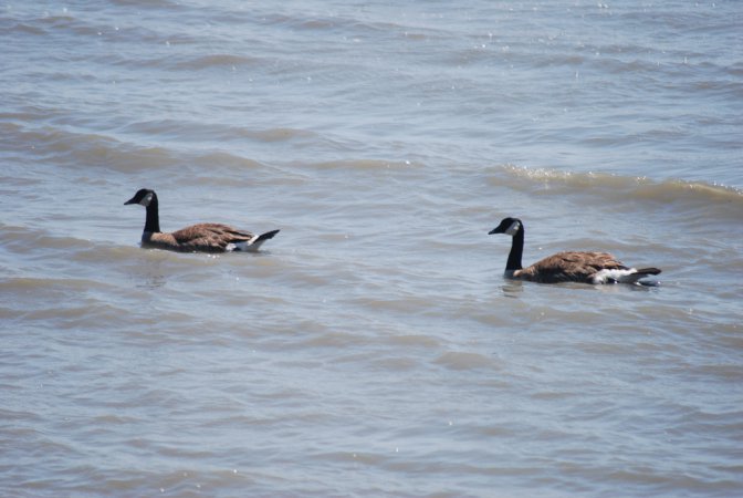 Photo (12): Canada Goose