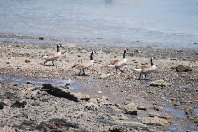 Photo (15): Canada Goose