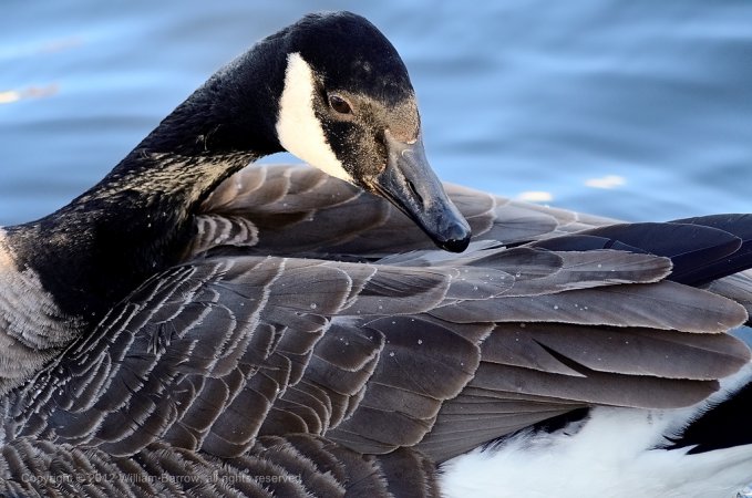 Photo (7): Canada Goose