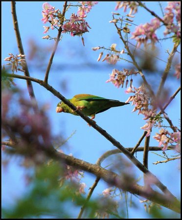 Photo (8): Orange-chinned Parakeet