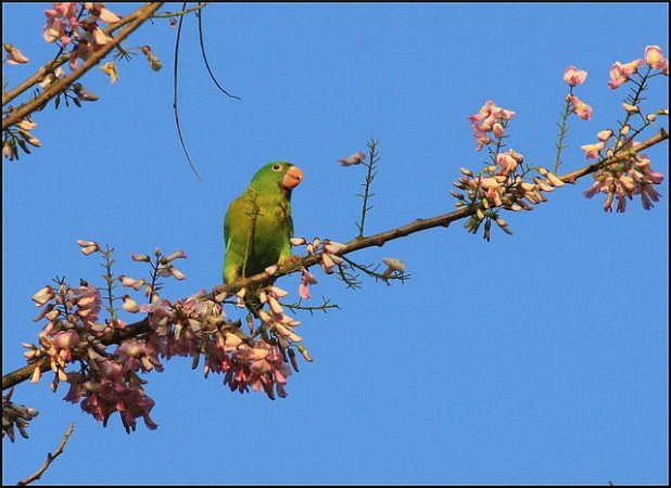Photo (5): Orange-chinned Parakeet