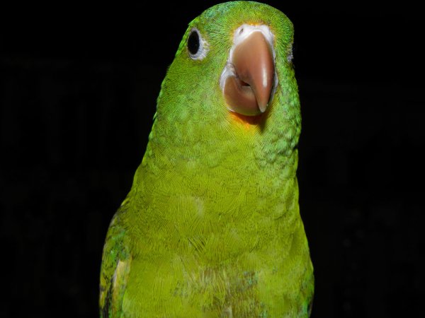 Photo (9): Orange-chinned Parakeet